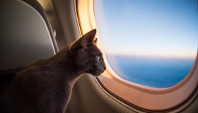 Volare e trasportare animali: regole e costi TAP Portugal
