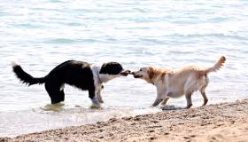 Spiagge libere per cani nel Veneto – In spiaggia con il tuo cane