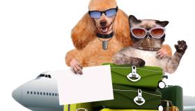 Volare e trasportare animali: regole e costi Delta Airlines