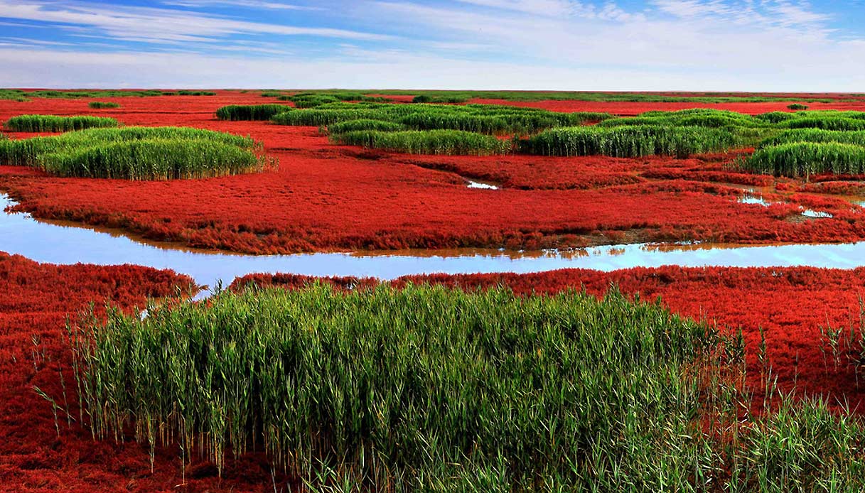 La Spiaggia Rossa Di Panjin E Uno Dei Luoghi Piu Belli Della Cina Siviaggia