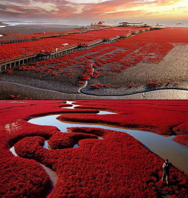 In Cina C E Una Spiaggia Rossa Foto 3 Di 5 Siviaggia