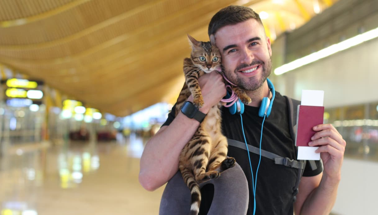 Aeroporto, gatto