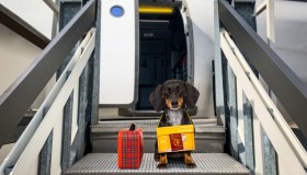 Volare e trasportare animali: regole e costi Iberia