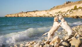 Spiagga Perelli (Piombino) per cani