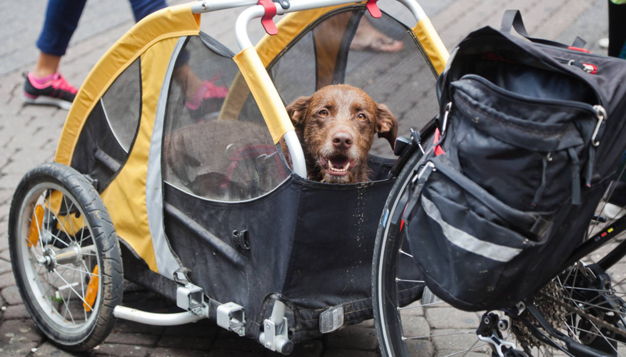 come trasportare il cane in bicicletta