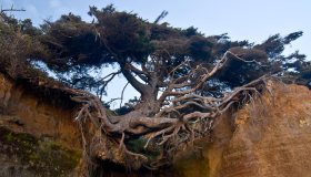 L’albero della vita di Kalaloch