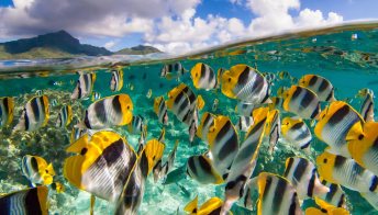 Ecco da dove vengono i pesci tropicali degli acquari di tutto il mondo