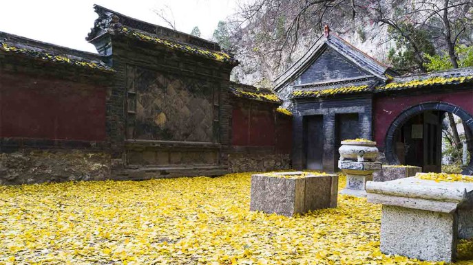 In Cina, l’albero millenario di ginkgo sembra che pianga lacrime d’oro