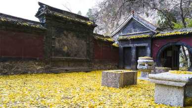 In Cina, l’albero millenario di ginkgo sembra che pianga lacrime d’oro