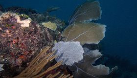 La Jacuzzi of Despair: il fenomeno del lago killer che intrappola tutte le creature