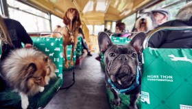 A Londra il primo city bus tour “riservato” ai cani