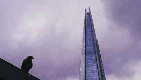 Londra: la città di Harry Potter invasa dai falchi