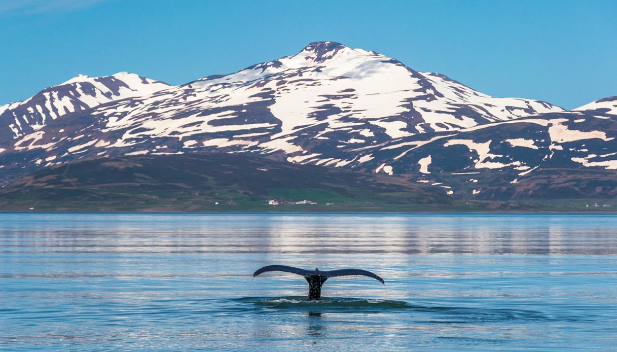 Dove vedere le balene in Islanda