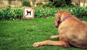 Animali in vacanza: dove non possono entrare (per legge)