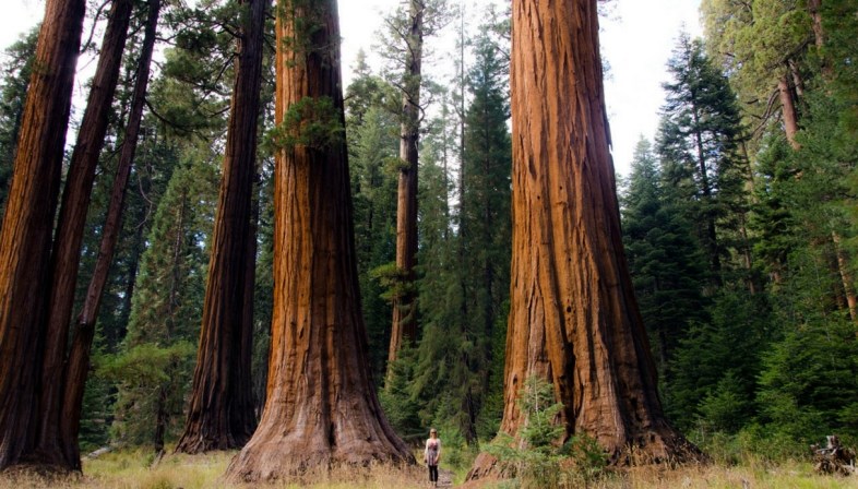 Gli Alberi Piu Incredibili Del Mondo Dalla Sequoia Gigante All Eucalipto Arcobaleno
