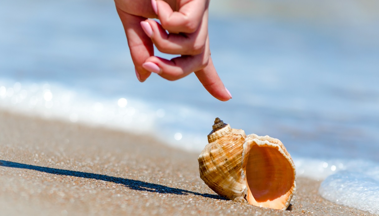 Regole sulla raccolta delle conchiglie di mare: cosa dice la legge italiana