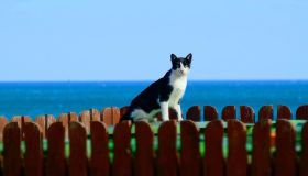 Al mare con il gatto: i consigli per trascorrere una piacevole vacanza