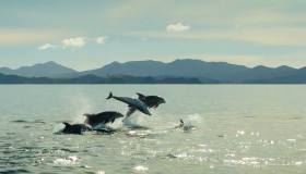 In Italia nascerà un rifugio per tutti i delfini del Mediterraneo
