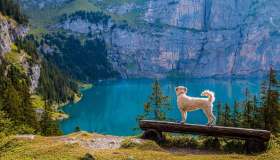 In montagna con il cane: i consigli per trascorrere una giornata perfetta