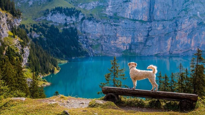 In montagna con il cane: i consigli per trascorrere una giornata perfetta