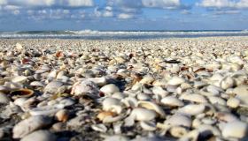 Le spiagge di conchiglie più belle del mondo