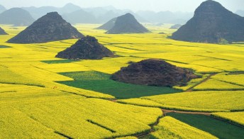 Canola Flower Fields: la fioritura dei campi di colza in Cina