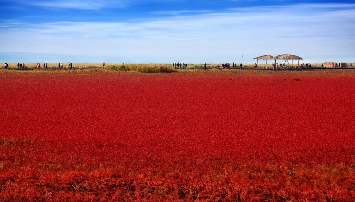 La Spiaggia Rossa Di Panjin E Uno Dei Luoghi Piu Belli Della Cina Siviaggia