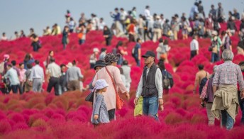 Le spettacolari fioriture dell’Hitachi Seaside Park in Giappone