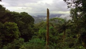 Cosa vedere in Suriname, i parchi naturali più spettacolari