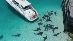 Bahamas: fuori dalla casa c’è un branco di squali che nuota