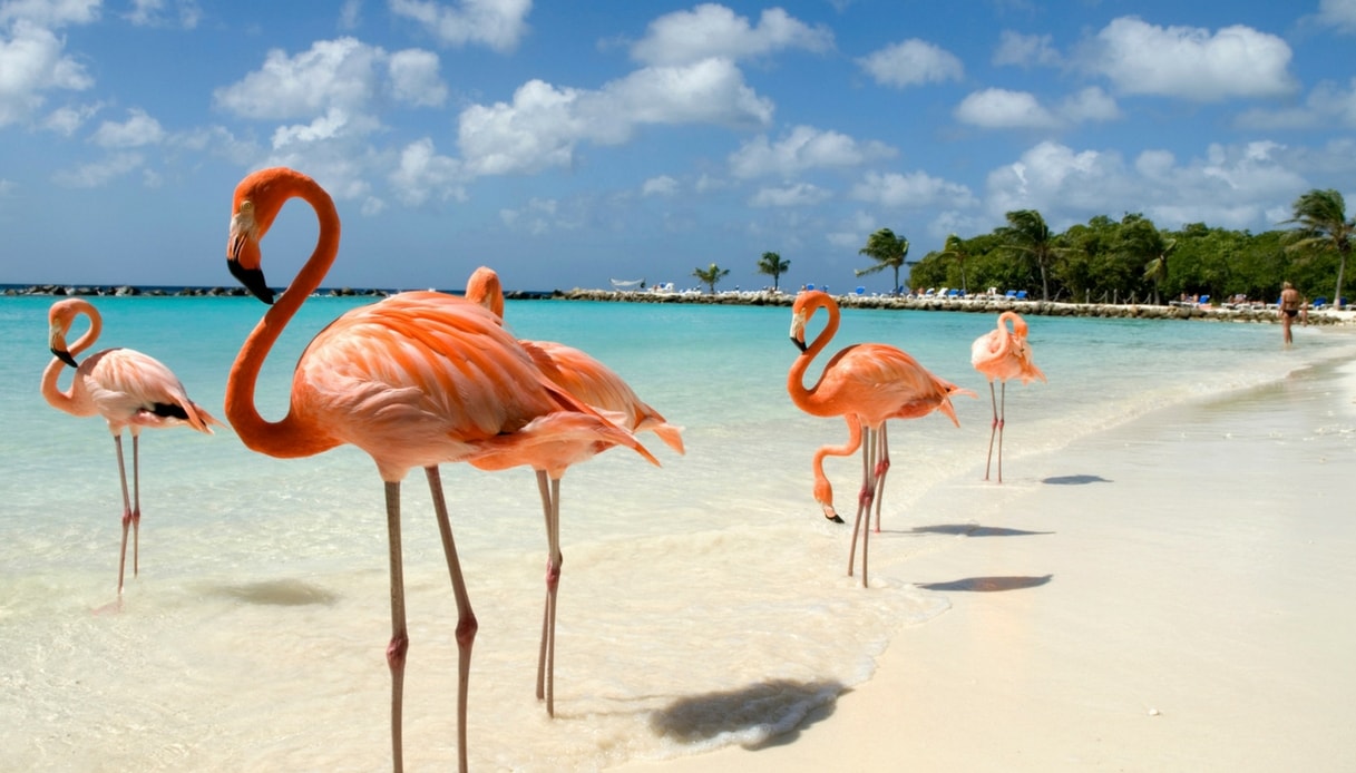 Ad Aruba Sulla Spiaggia Abitata Dai Fenicotteri Rosa Siviaggia