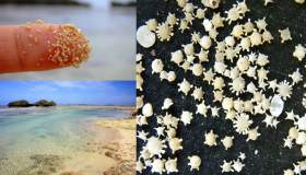 La spiaggia del Giappone in cui la sabbia è a forma di stella