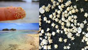 spiaggia giappone con stelle-min