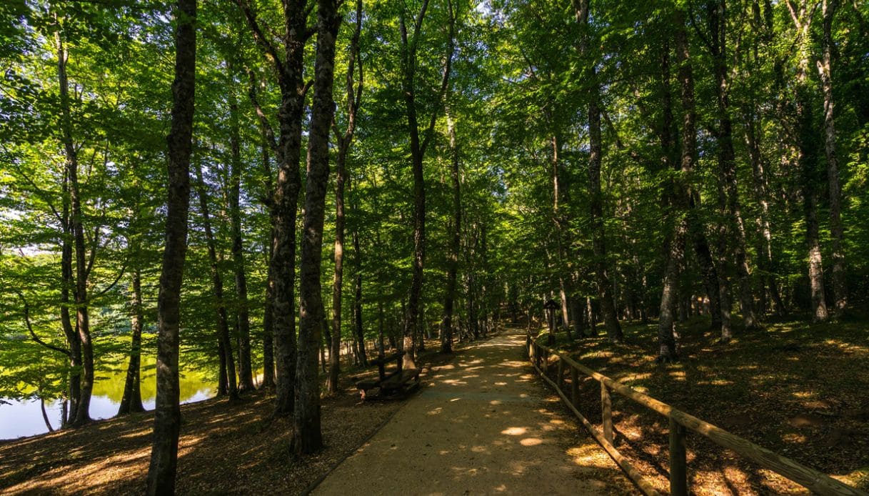 Gargano, foresta umbra