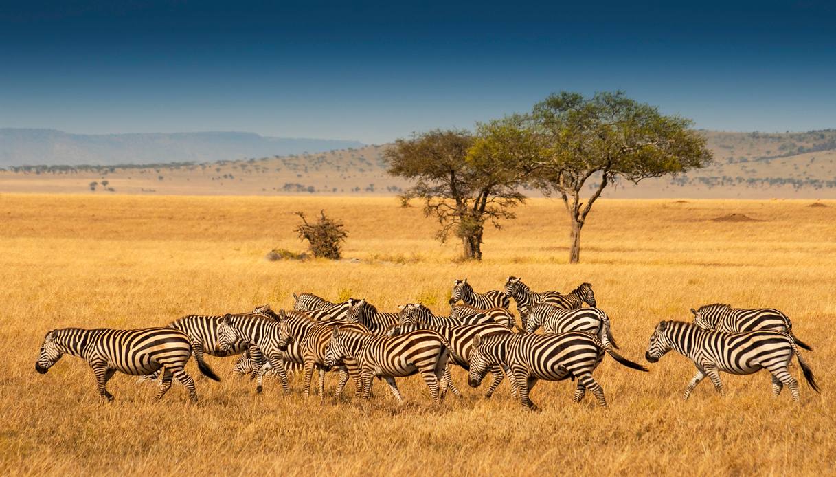 Parco nazionale del Serengeti, in Tanzania