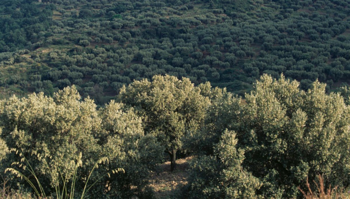 Distesa di ulivi che circondano il parco archeologico di Scolacium a Roccelletta di Borgia in Calabria