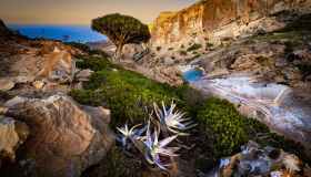 Yemen, l’isola di Socotra è un paradiso terrestre Patrimonio dell’Umanità