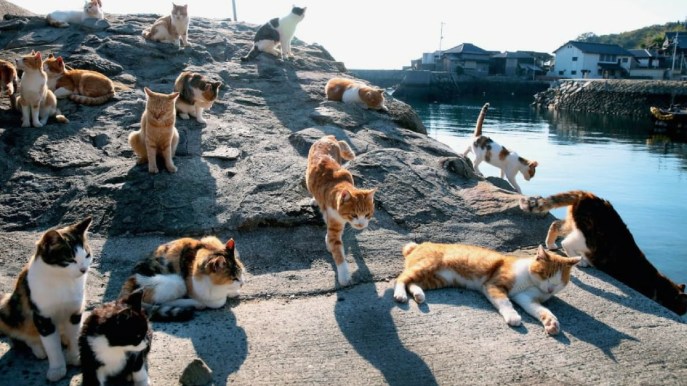 In Giappone c’è un’isola abitata (quasi) esclusivamente da gatti