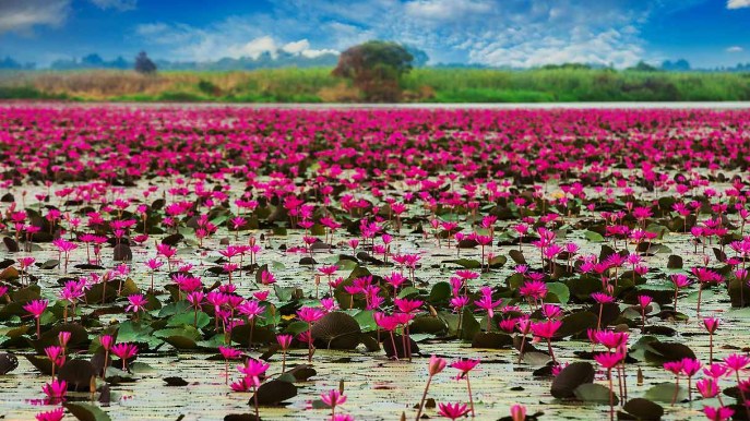 In Thailandia c’è un incredibile lago ricoperto di fiori di loto