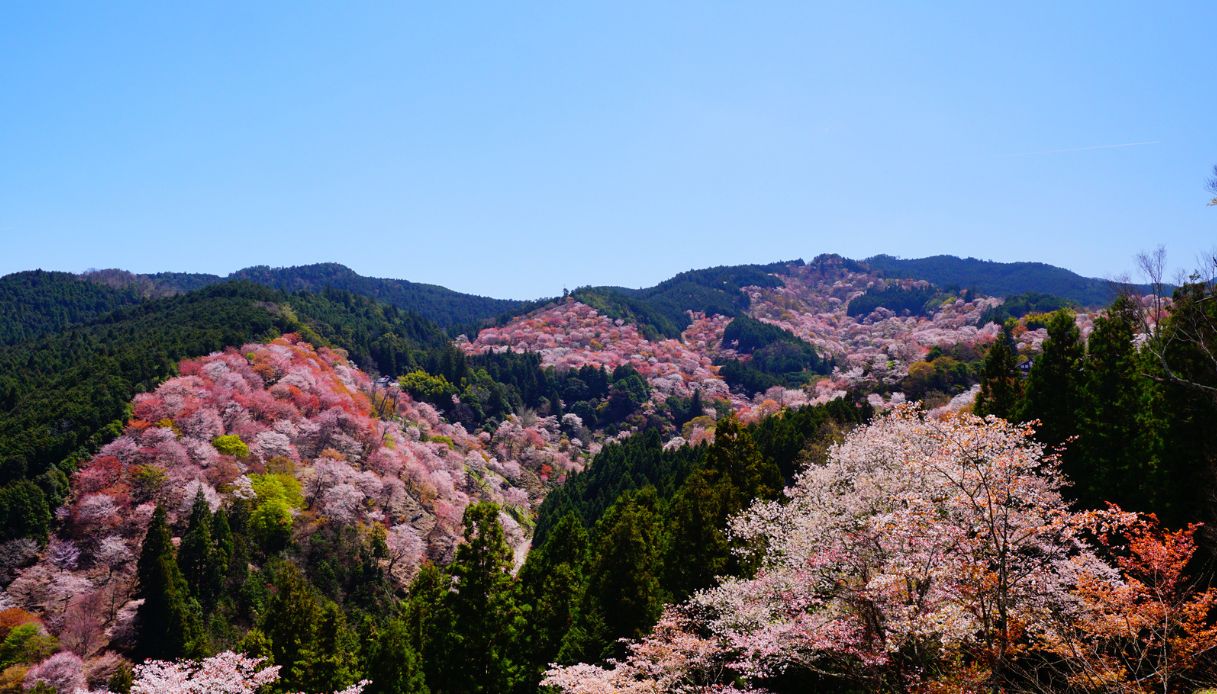 Ciliegi in fiore, monte Yoshino