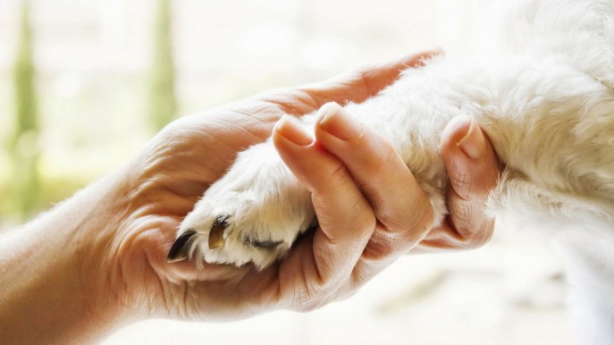 Pet Therapy in agriturismo: 5 strutture da non perdere