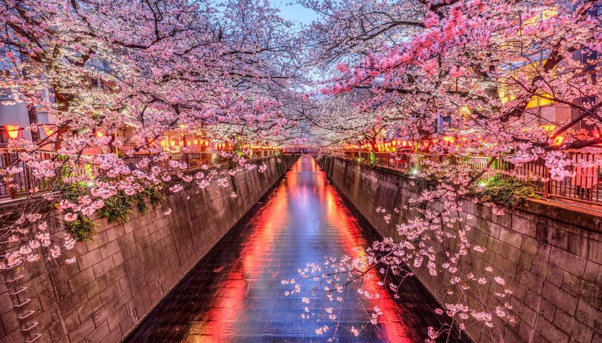 Esplodono i ciliegi in fiore, i giardini Sakura in Giappone sono un omaggio alla bellezza