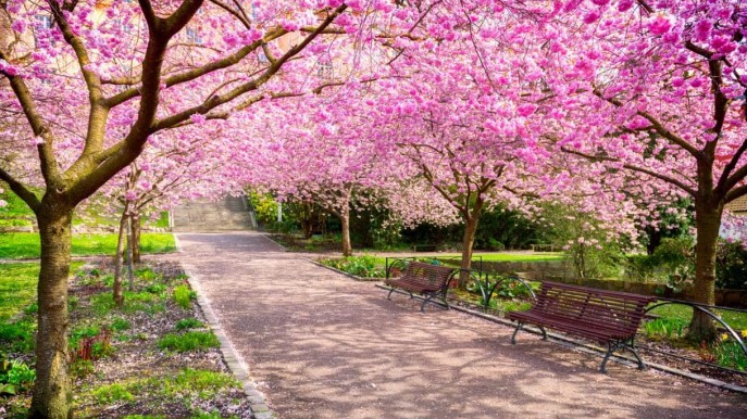 I giardini Sakura: dove vedere i ciliegi fioriti in Giappone