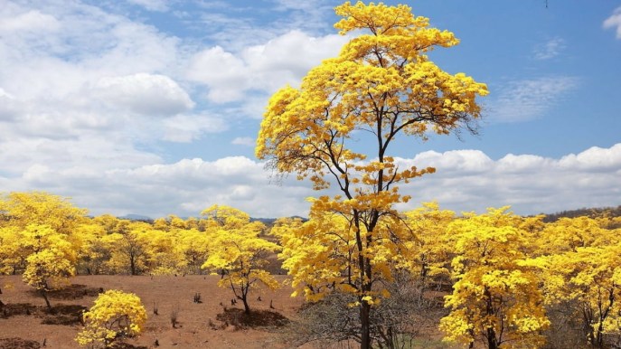 Ecuador, la foresta che ogni anno si colora di giallo per una settimana