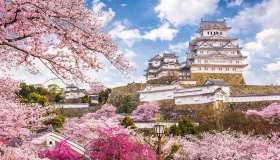 In Giappone a primavera lo spettacolo dell’hanami fa sognare