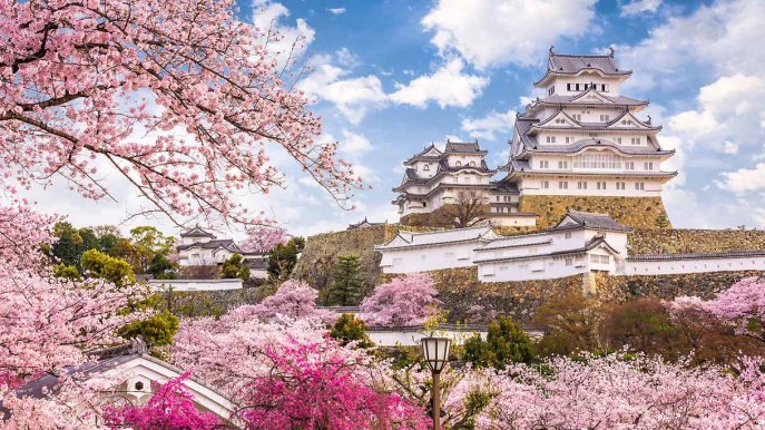 In Giappone fioriscono i ciliegi (e i giapponesi sanno giorno e ora in cui accadrà)