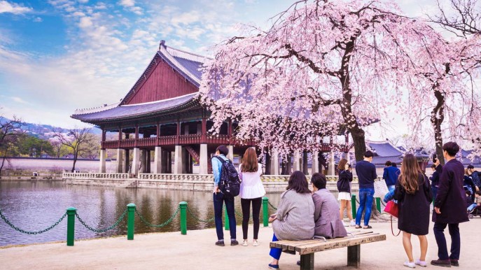 Non solo Giappone: lo spettacolo dei ciliegi in fiore è anche in Corea