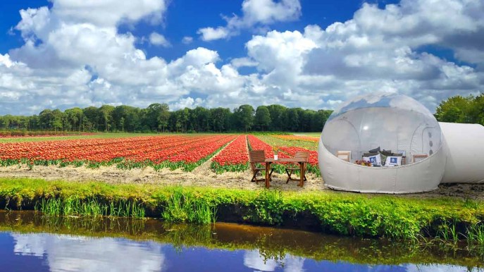 Glamping, dormire in un campo di tulipani in Olanda