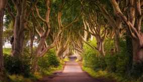 Irlanda The Dark Hedges al tramonto