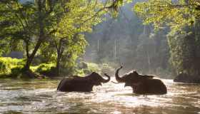 Viaggio alla scoperta dei santuari degli elefanti in Thailandia